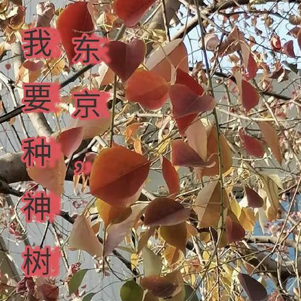 东京，我要种神树